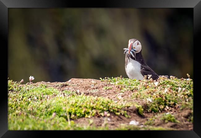 Puffin with Sand Eels Framed Print by Stephen Mole
