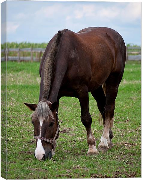 Grazing horse Canvas Print by Kerry Murray
