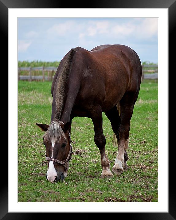 Grazing horse Framed Mounted Print by Kerry Murray
