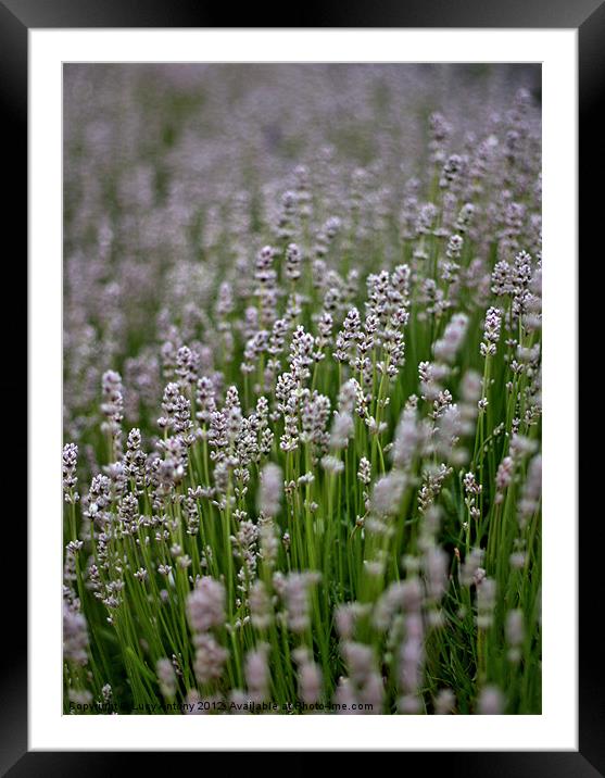 white lavender Framed Mounted Print by Lucy Antony