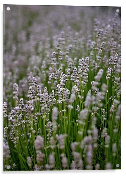 white lavender Acrylic by Lucy Antony