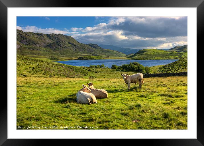 Cattle at Cregennan Framed Mounted Print by Rory Trappe