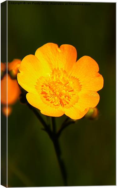 Buttercup Canvas Print by Ian Purdy