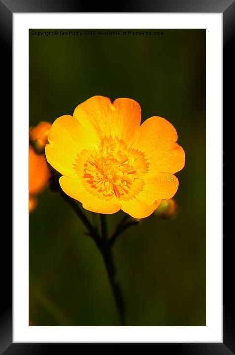 Buttercup Framed Mounted Print by Ian Purdy