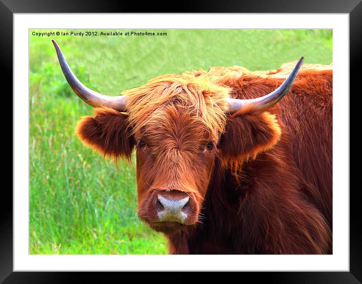 Highland cow Framed Mounted Print by Ian Purdy