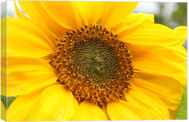Sunflower Canvas Print by Will Holme