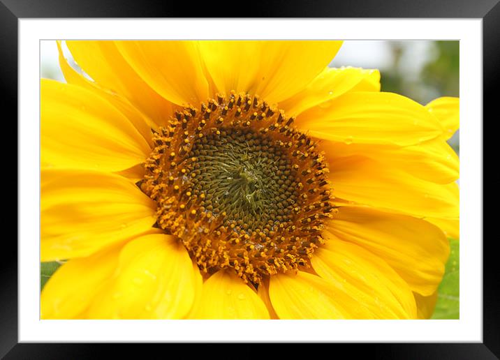 Sunflower Framed Mounted Print by Will Holme