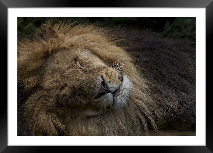 SLEEPING LION DREAMING Framed Mounted Print by Trevor Stevens
