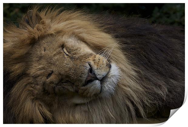 SLEEPING LION DREAMING Print by Trevor Stevens