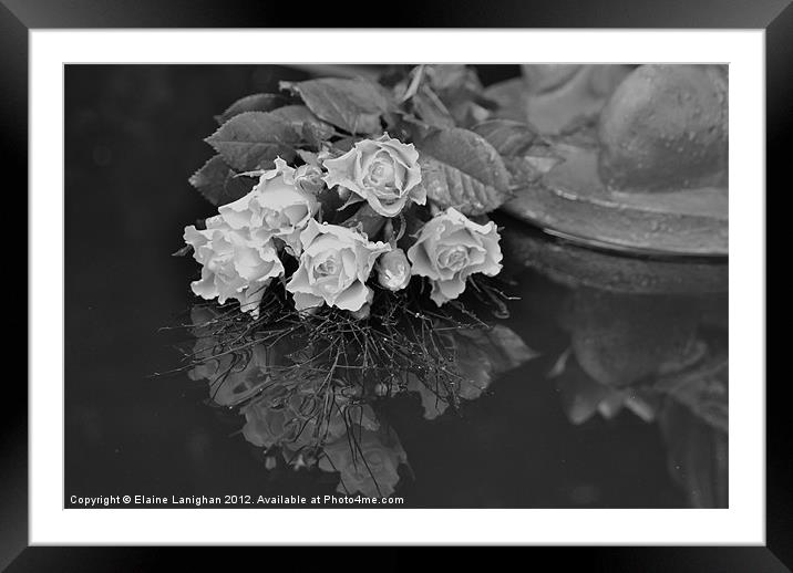 Roses and Reflections Framed Mounted Print by Elaine Lanighan