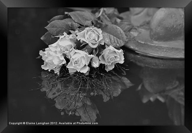 Roses and Reflections Framed Print by Elaine Lanighan