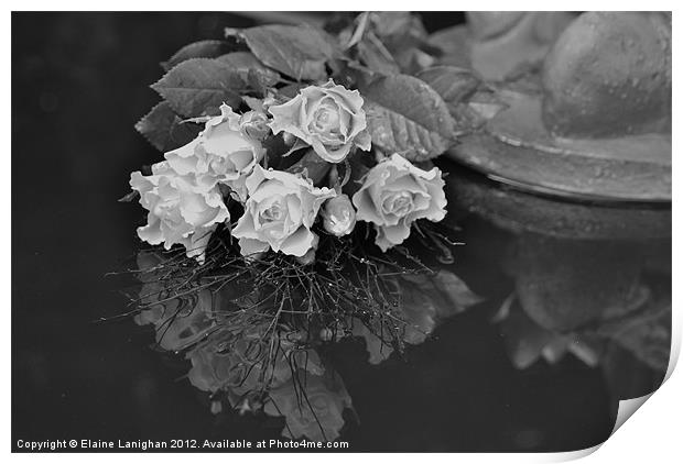 Roses and Reflections Print by Elaine Lanighan