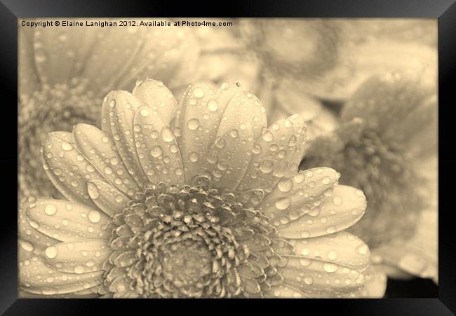Like A Flower In The Rain (Sepia) Framed Print by Elaine Lanighan