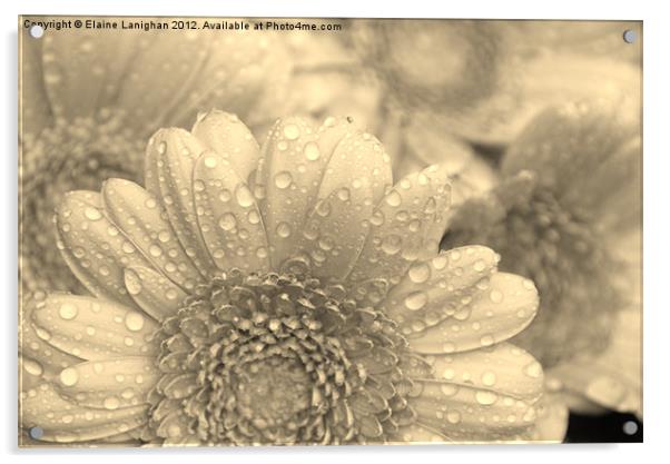 Like A Flower In The Rain (Sepia) Acrylic by Elaine Lanighan