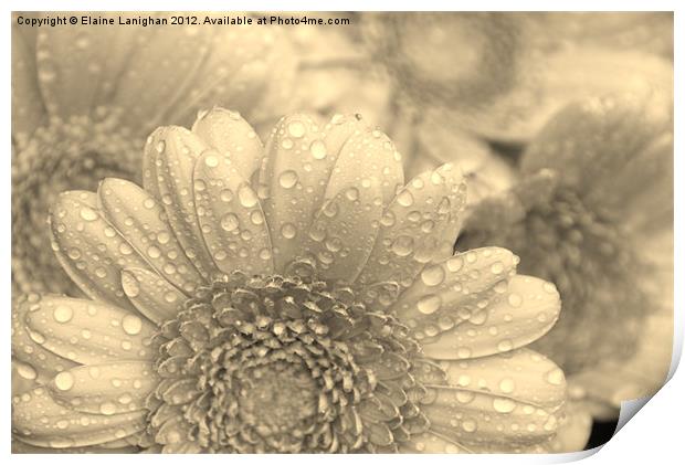 Like A Flower In The Rain (Sepia) Print by Elaine Lanighan