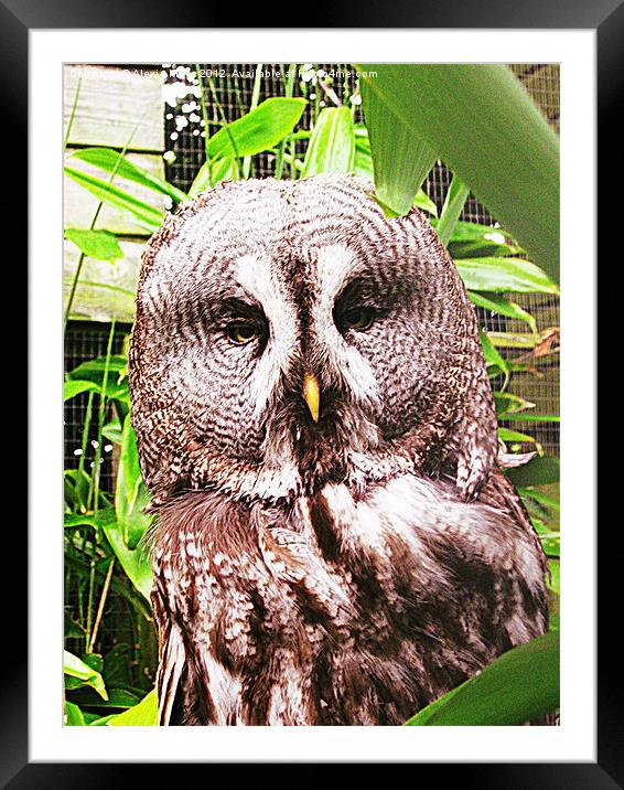 wise owl Framed Mounted Print by Alexia Miles