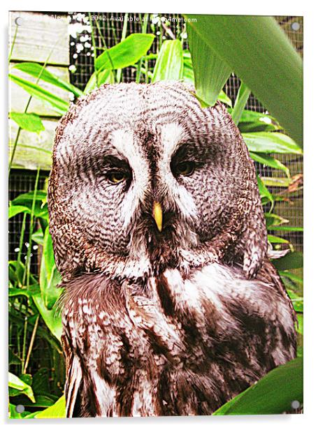 wise owl Acrylic by Alexia Miles
