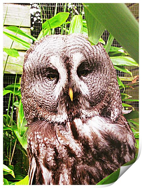 wise owl Print by Alexia Miles