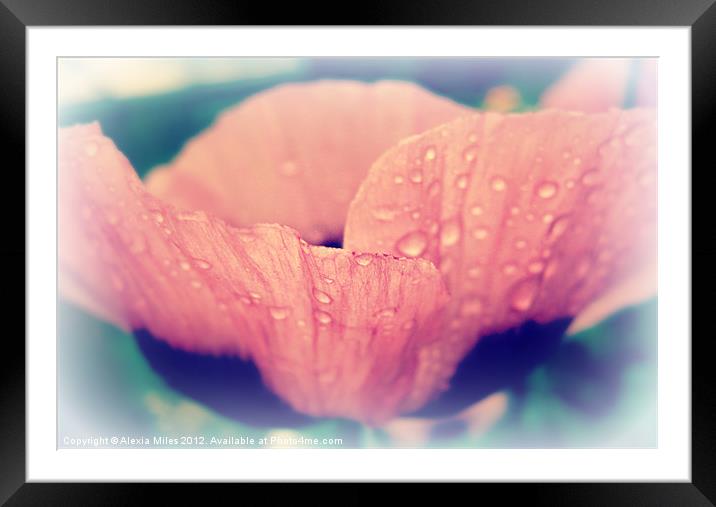 Pink Poppy Framed Mounted Print by Alexia Miles