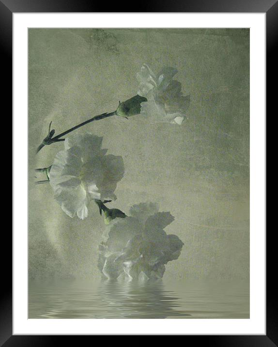 Carnations.. Framed Mounted Print by Debra Kelday