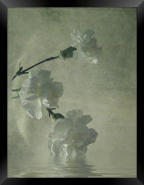 Carnations.. Framed Print by Debra Kelday