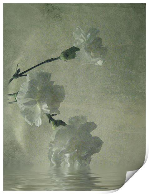 Carnations.. Print by Debra Kelday
