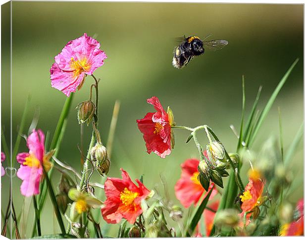 Buzzing Beauty Amidst English Blossoms Canvas Print by Graham Parry