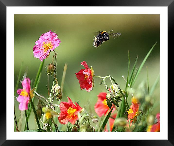 Buzzing Beauty Amidst English Blossoms Framed Mounted Print by Graham Parry