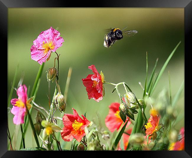 Buzzing Beauty Amidst English Blossoms Framed Print by Graham Parry