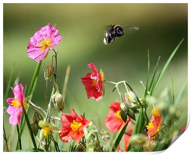 Buzzing Beauty Amidst English Blossoms Print by Graham Parry