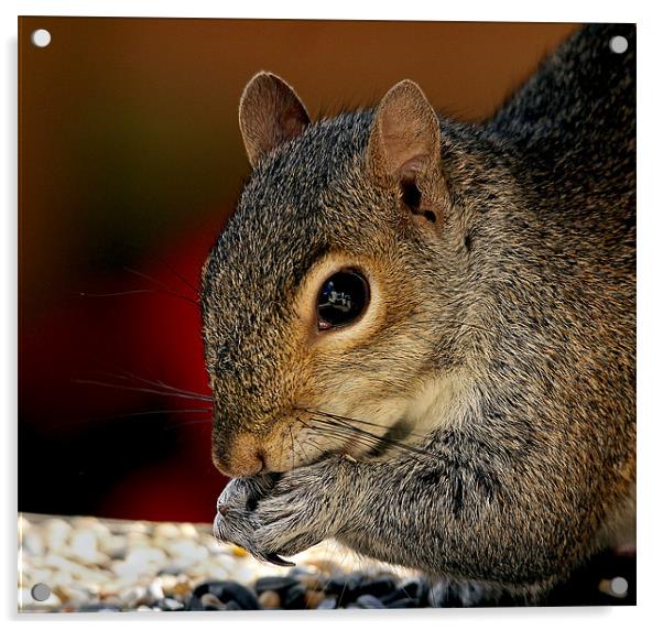 Portrait of a Squirrel Acrylic by Jennie Franklin