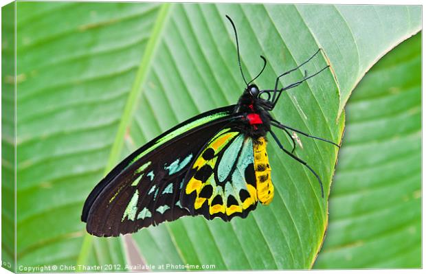 Male Cairns-Birdwing Butterfly Canvas Print by Chris Thaxter