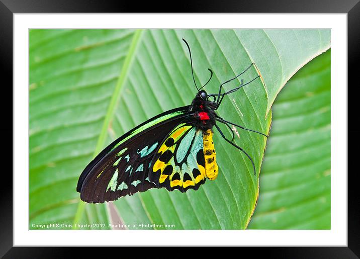 Male Cairns-Birdwing Butterfly Framed Mounted Print by Chris Thaxter