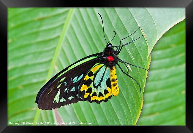 Male Cairns-Birdwing Butterfly Framed Print by Chris Thaxter