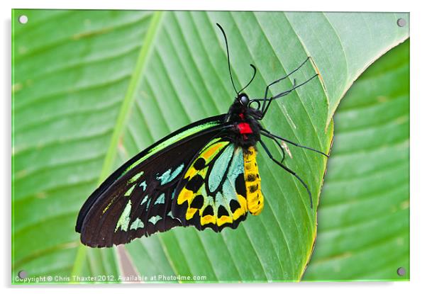 Male Cairns-Birdwing Butterfly Acrylic by Chris Thaxter