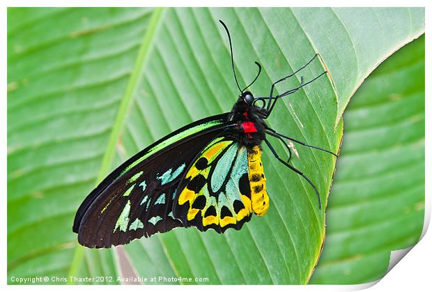 Male Cairns-Birdwing Butterfly Print by Chris Thaxter