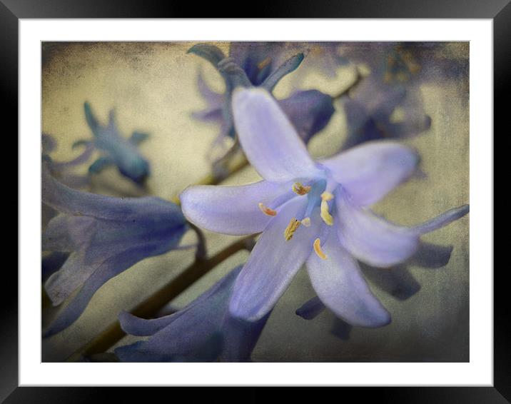 vintage blues Framed Mounted Print by Heather Newton