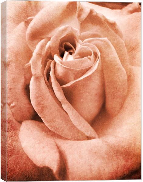 antique pink rose Canvas Print by Heather Newton
