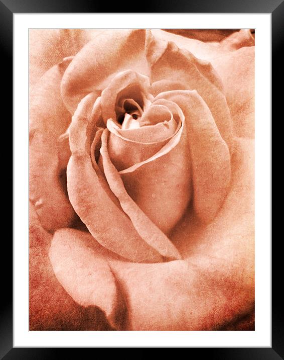 antique pink rose Framed Mounted Print by Heather Newton