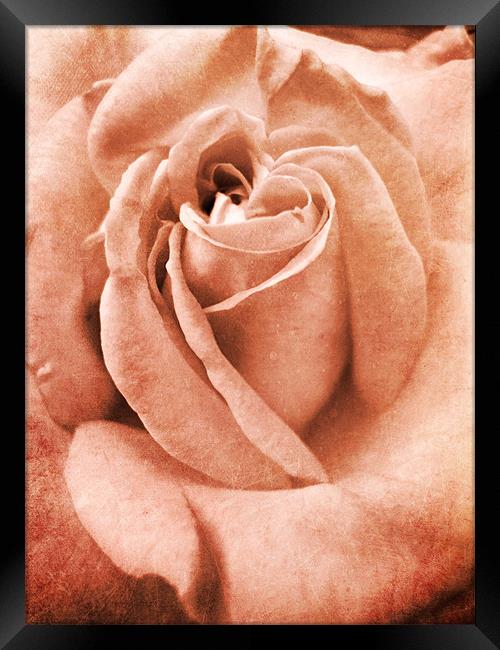 antique pink rose Framed Print by Heather Newton