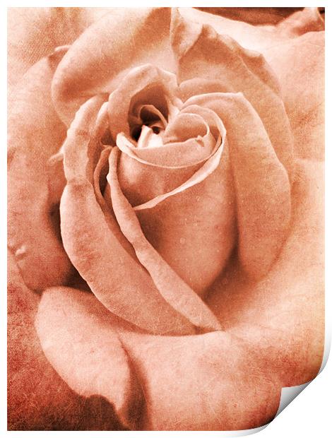 antique pink rose Print by Heather Newton