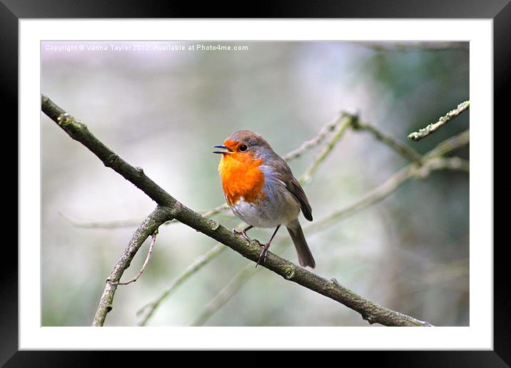 Robin Framed Mounted Print by Vanna Taylor