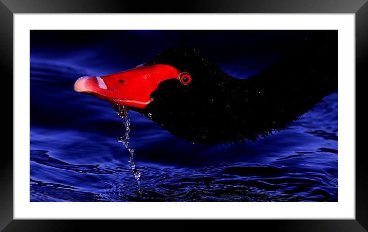 The Black Swan Framed Mounted Print by Trevor White