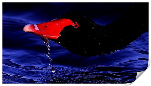The Black Swan Print by Trevor White