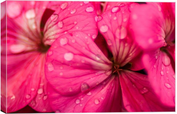 Pink Water Canvas Print by Jonathan Swetnam