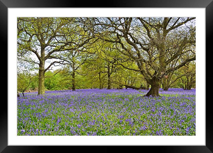 Bluebell Wood Essex Framed Mounted Print by Diana Mower