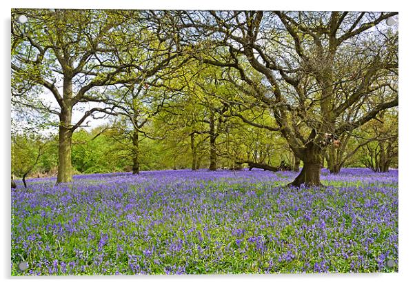 Bluebell Wood Essex Acrylic by Diana Mower