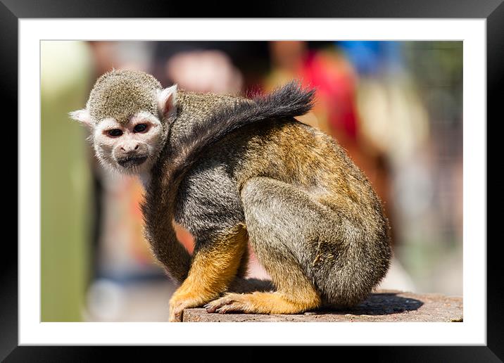 Waiting Squirrel Monkey Framed Mounted Print by Jonathan Swetnam