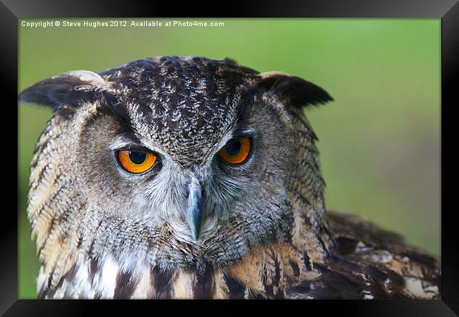 Eagle Owl Framed Print by Steve Hughes