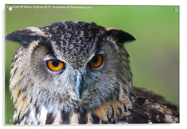 Eagle Owl Acrylic by Steve Hughes